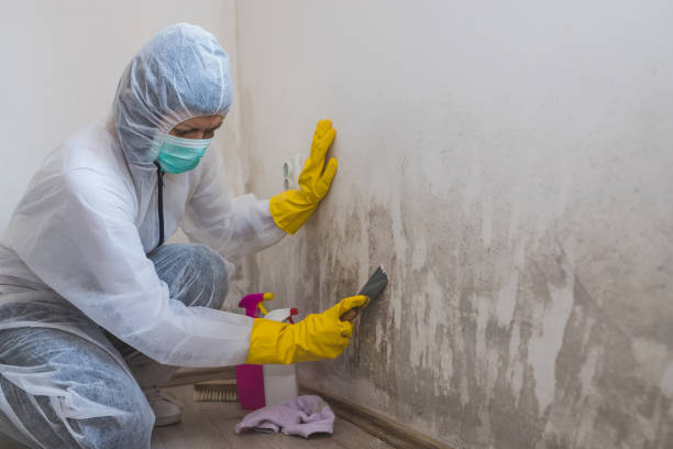 Best Asbestos and Lead Testing During Mold Inspection  in Lipatria, CA